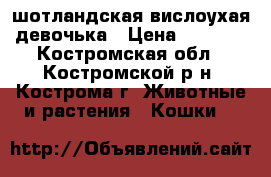 шотландская вислоухая девочька › Цена ­ 2 500 - Костромская обл., Костромской р-н, Кострома г. Животные и растения » Кошки   